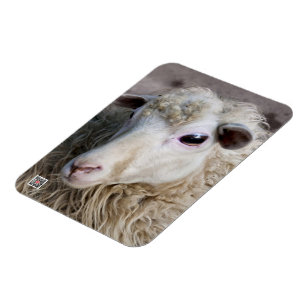 Lustiges Schaf Magnet