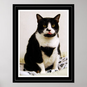 Lustiges Tuxedo-Katze-Plakat Poster