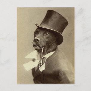 Lustiges Vintage-Foto eines Hundes mit Zylinder Postkarte