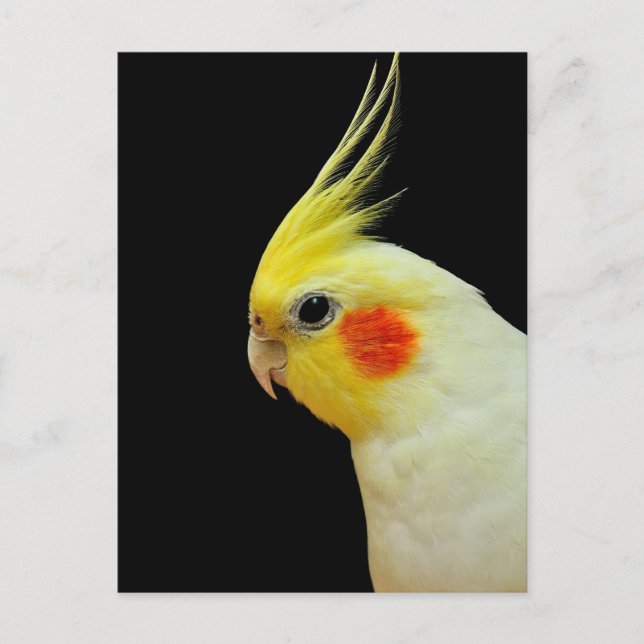 Lutino Cockatiel Postkarte (Vorderseite)