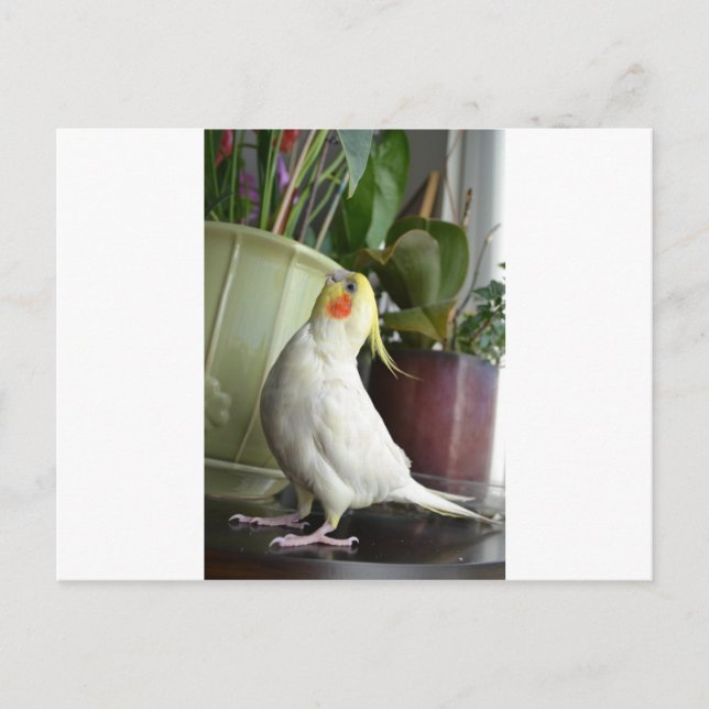 Lutino Cockatiel Postkarte (Vorderseite)