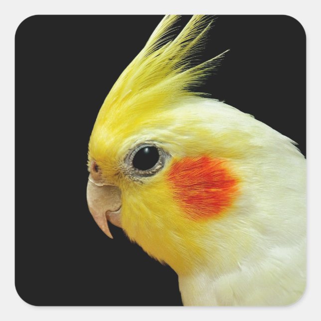 Lutino Cockatiel Quadratischer Aufkleber (Vorderseite)