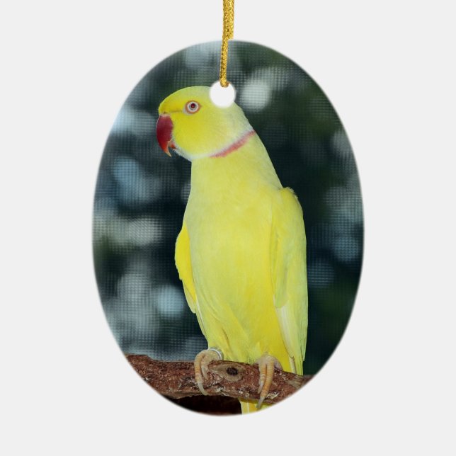 Lutino Inder Ringneck Parakeet-Natur Keramik Ornament (Vorne)