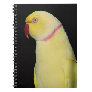 Lutino Inder Ringneck Parakeet-Pose Notizblock