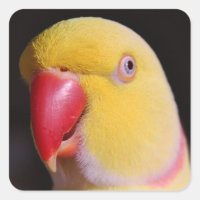 Lutino Indian Ringneck Parakeet Beak