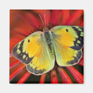 Luzerne-Schmetterling auf Kegelblume Magnet