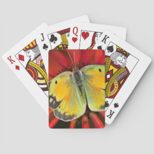 Luzerne-Schmetterling auf Kegelblume Spielkarten