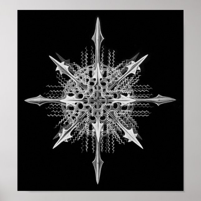 Lychnaspis miranda Ernst Haeckel Fine Art Poster (Vorne)