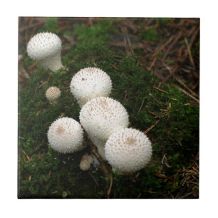 Lycoperdon-Puffballpilze Fliese