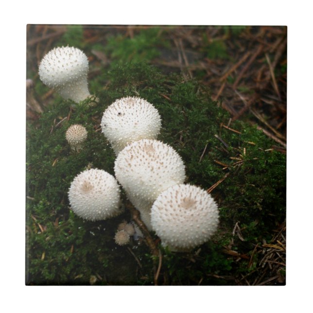 Lycoperdon-Puffballpilze Fliese (Vorderseite)