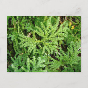 Lycopodium paniculatum, Südlicher Chile Postkarte