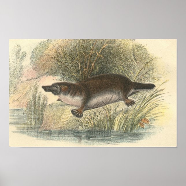 Lydekker - Platypus-Portfolio Poster (Vorne)