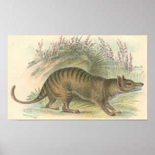 Lydekker - Thylacine - Tasmanian Tiger Portfolio Poster