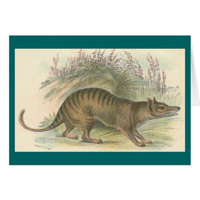 Lydekker - Thylacine - tasmanischer Tiger (Vorderseite (Horizontal))