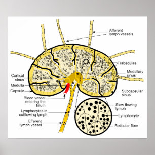 Lymph Node Showing Flow of Lymph to Lymph Sinuses Poster