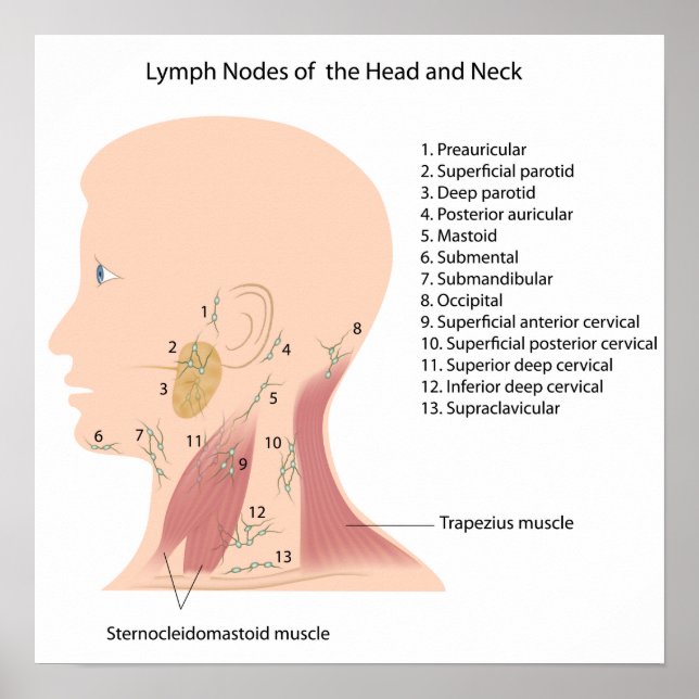 lymph nodes of the head and neck poster (Vorne)