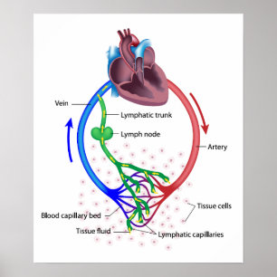 lymphflüssiges Austauschetikett mit Diagramm Poster