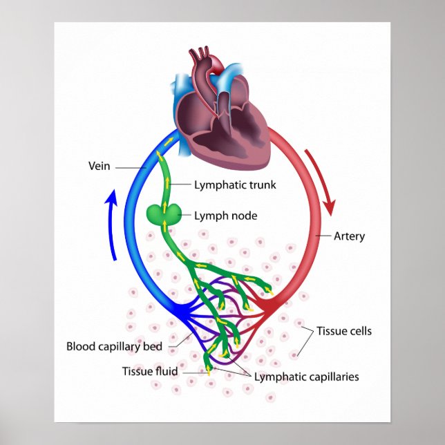 lymphflüssiges Austauschetikett mit Diagramm Poster (Vorne)
