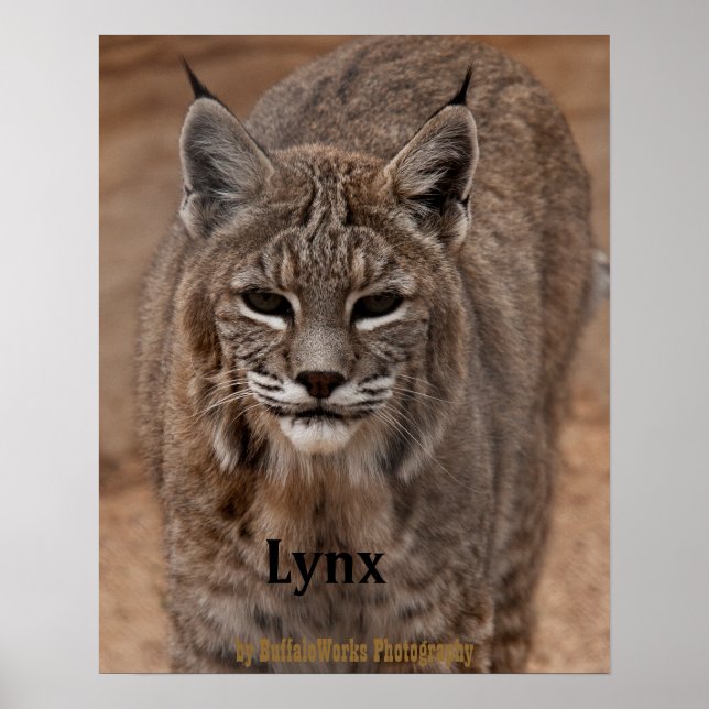 Lynx 5214 poster (Vorne)