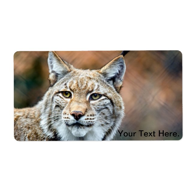 Lynx Bobcat Wildlife Predator Cat (Vorne)