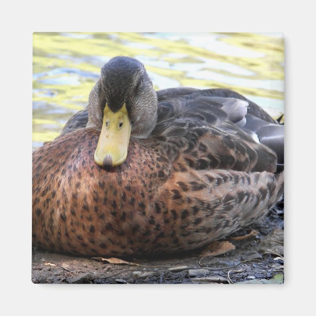 Lynx Lake Waterfowl Magnet (Vorne)