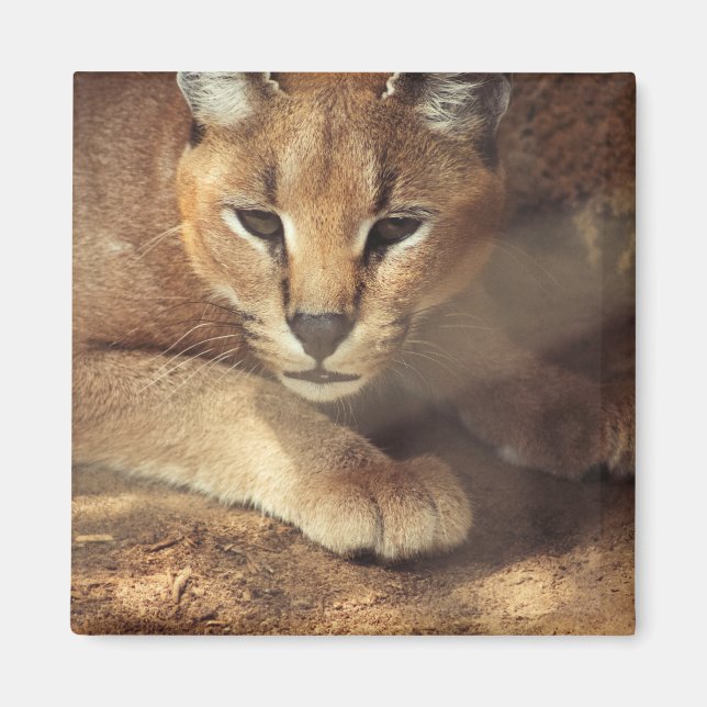 Lynx Magnet (Vorne)