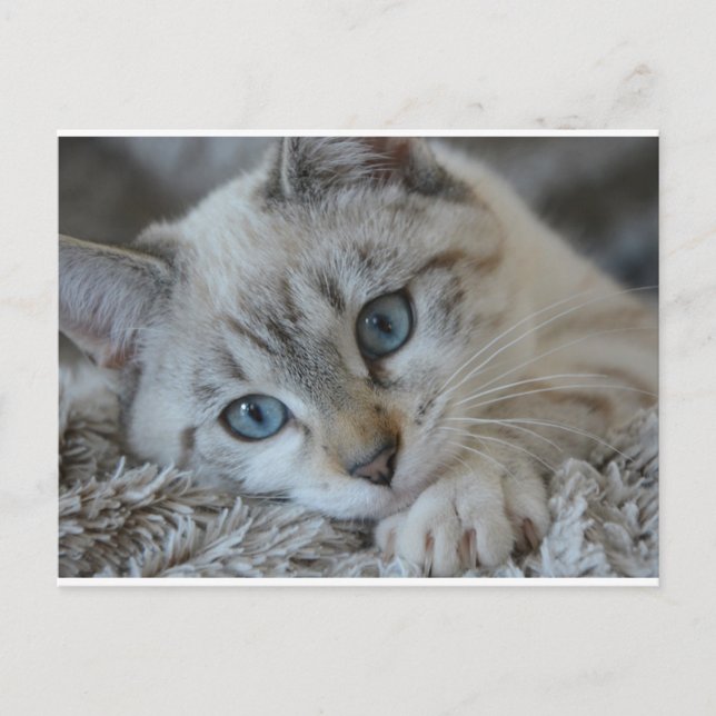 Lynx Point Siamese Postkarte (Vorderseite)