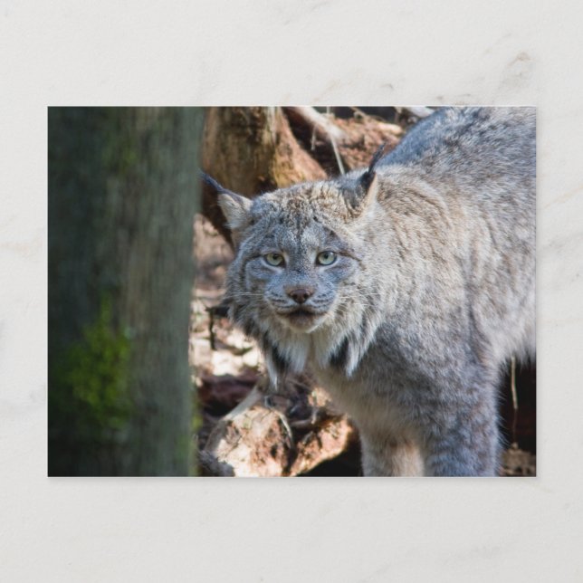 Lynx Postkarte (Vorderseite)