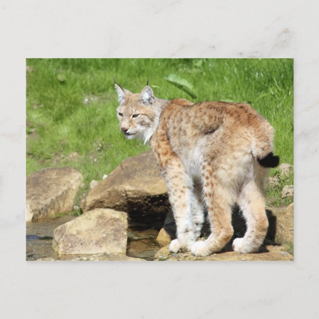 Lynx Postkarte (Vorderseite)