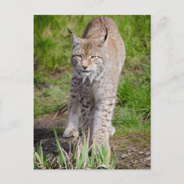 Lynx Postkarte (Vorderseite)