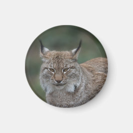 Lynx sieht dich an magnet