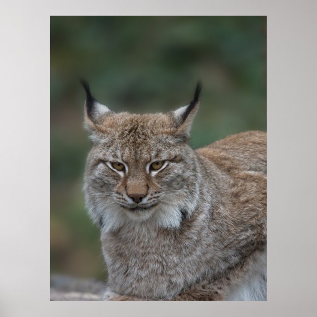 Lynx sieht dich an poster (Vorne)