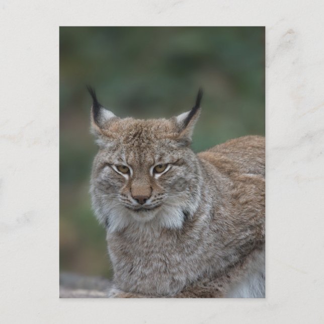 Lynx sieht dich an postkarte (Vorderseite)
