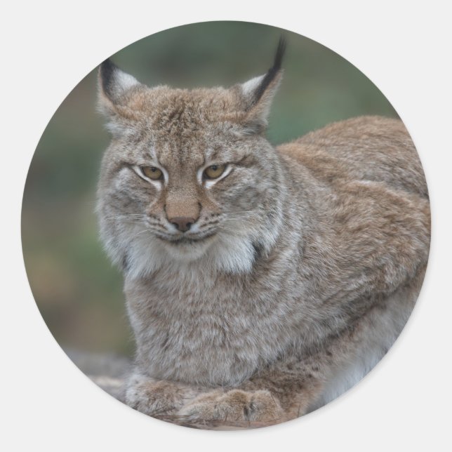 Lynx sieht dich an runder aufkleber (Vorderseite)