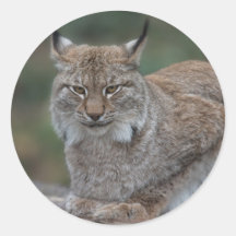 Lynx sieht dich an