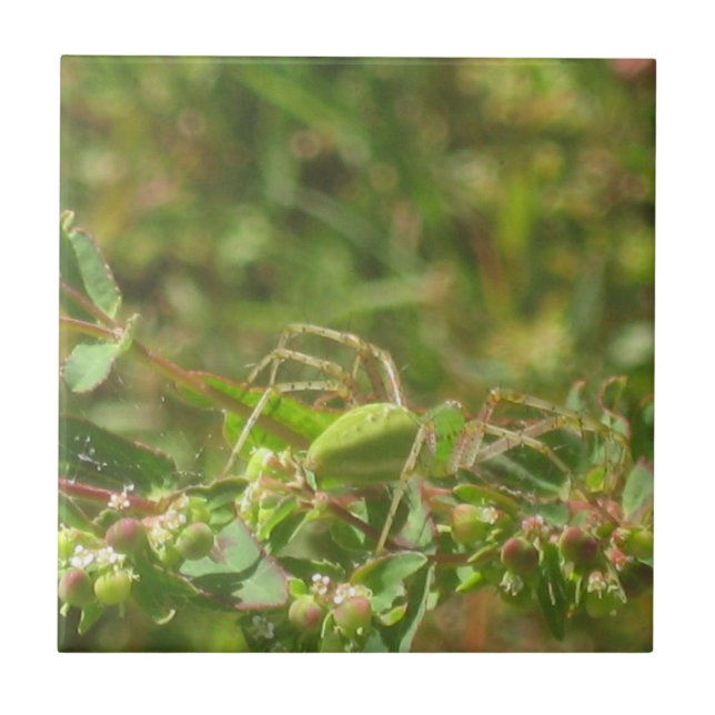Lynx Spider Fliese (Vorderseite)
