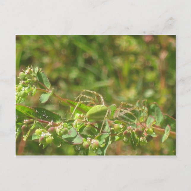 Lynx Spider Postkarte (Vorderseite)