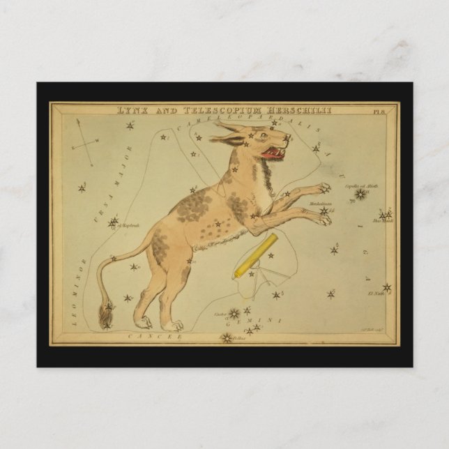 Lynx und Telescopium Herschilii Postkarte (Vorderseite)