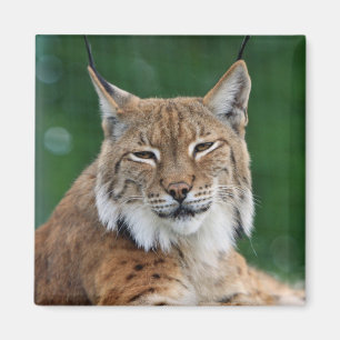 Lynx / Wildcat Magnet