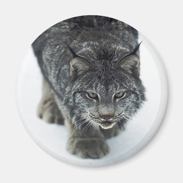 Lynx Winter Magnet (Vorne)