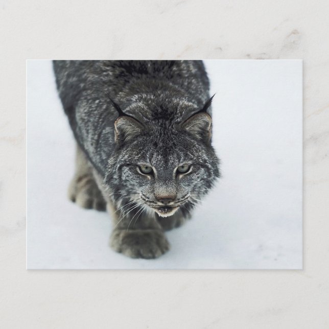 Lynx Winter Postkarte (Vorderseite)