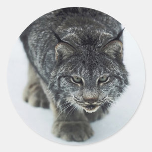 Lynx Winter Runder Aufkleber