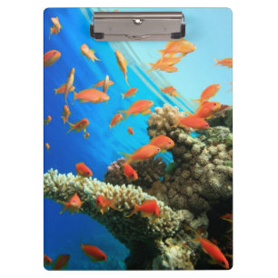Lyretail anthias auf Korallenriff Klemmbrett