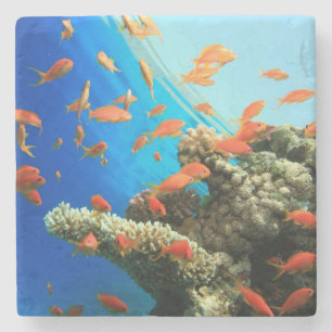 Lyretail anthias auf Korallenriff Steinuntersetzer