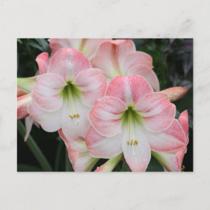 Lys-Postkarte Postkarte
