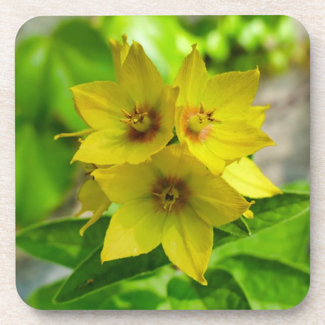 Lysimachia punctata getränkeuntersetzer (Vorderseite)