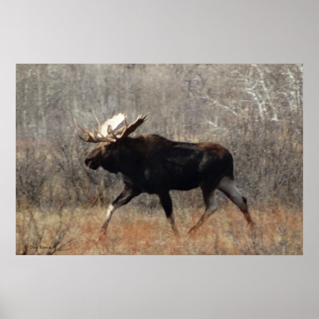 M10 Bull-Elch Poster (Vorne)