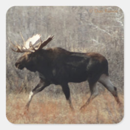 M10 Bull Moose Big Bull Quadratischer Aufkleber