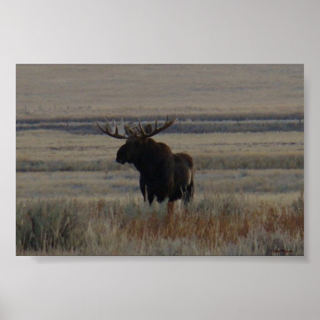 M1 Bull Moose Big Bull Poster (Vorne)