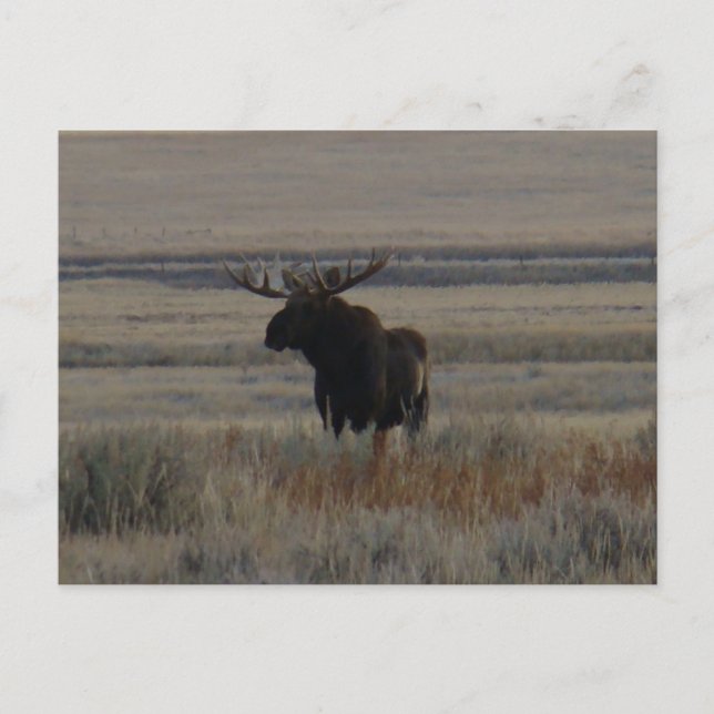 M1 Bull Moose Big Bull Postkarte (Vorderseite)